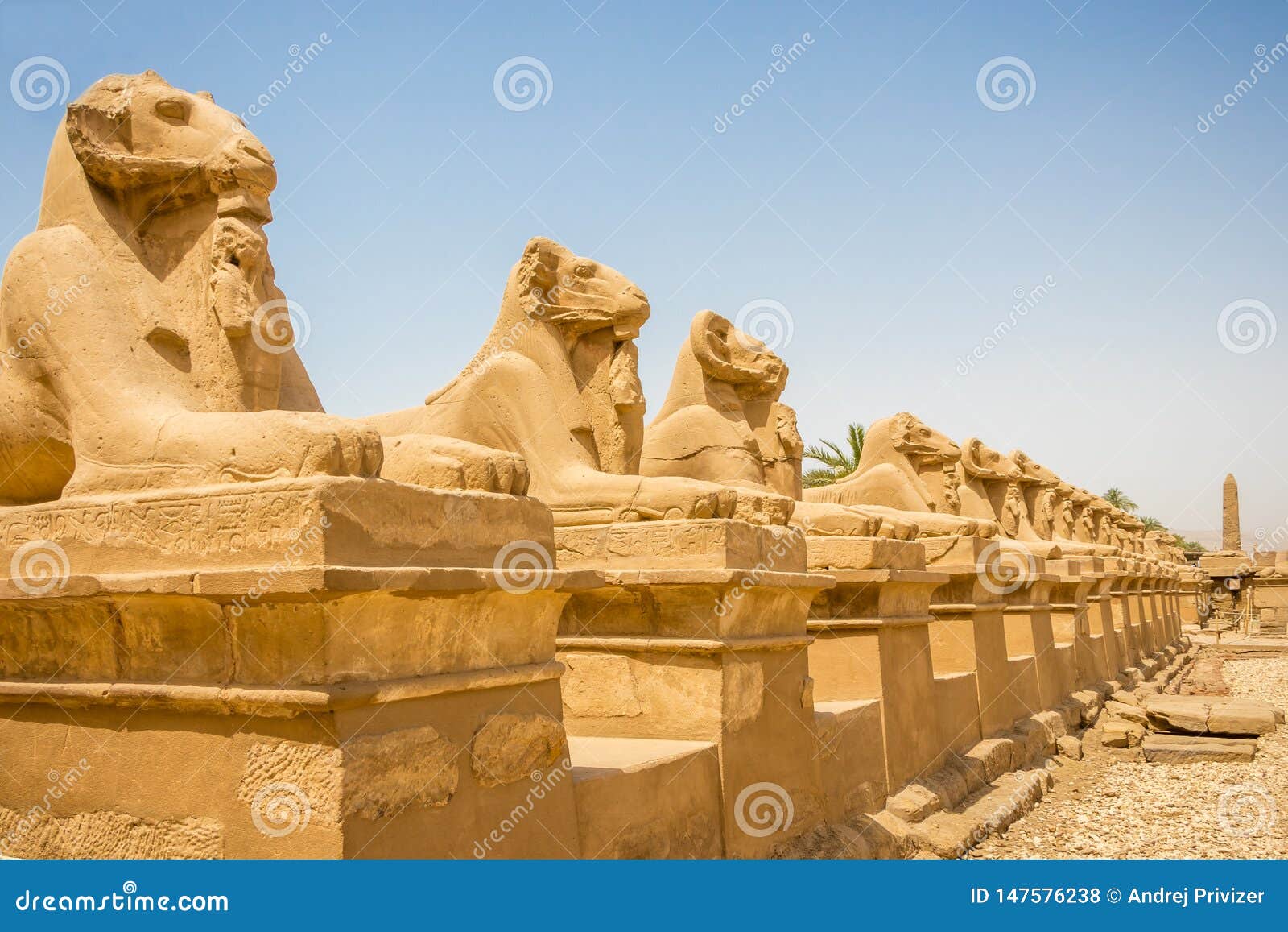 ram-headed sphinxes line the road outside the temple in karnak, egypt
